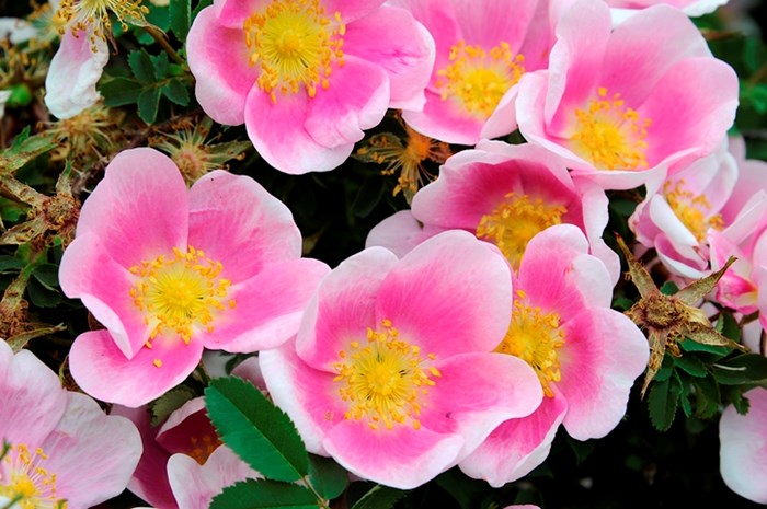 Närbild av den enkla rosa och vita blomman hos spinosissimarosen 'Hällestorp'.