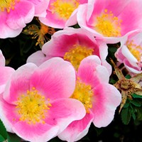 Närbild av blomningen hos spinosissima-rosen 'Hällestorp'. Blomman är enkel med rosa och vita kronblad. Kronbladen är rosa längst in mot mitten och vita längst ut på kronbladen. Färgfoto. 