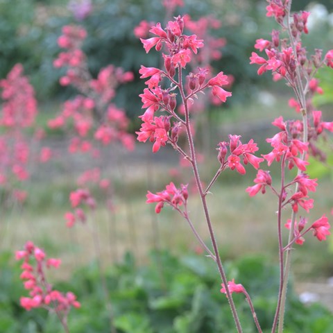 Flowering plants of the coralbells 'Smedsberget'. Colour photo.