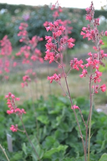 Blommande plantor av blodalunroten 'Smedsberget'. Färgfoto.