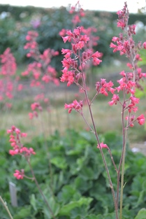 Blodalunrot 'Smedsberget'