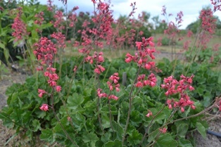 Heuchera sanguinea 'Smedsberget'