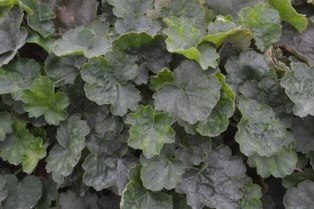 Det mörkt gröna bladverket hos blodalunroten 'Smedsberget'. Färgfoto. 