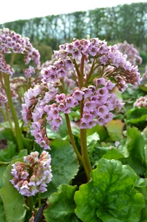 Hjärtbergenia 'Möja'