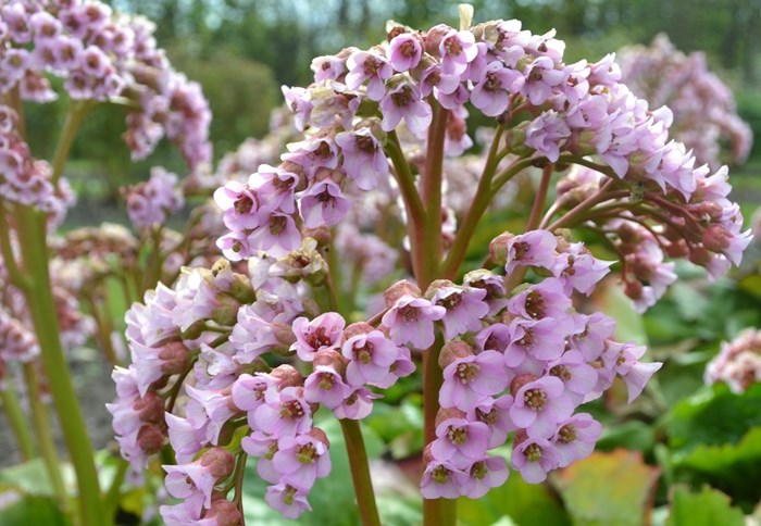 Närbild av blomställningen hos hjärtbergenian 'Möja'. Blommorna är ljust rosa. Färgfoto. 