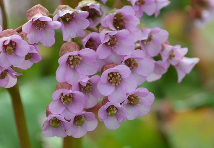 Närbild av de ljusrosa blommorna hos hjärtbergenian 'Möja'. Färgfoto. 