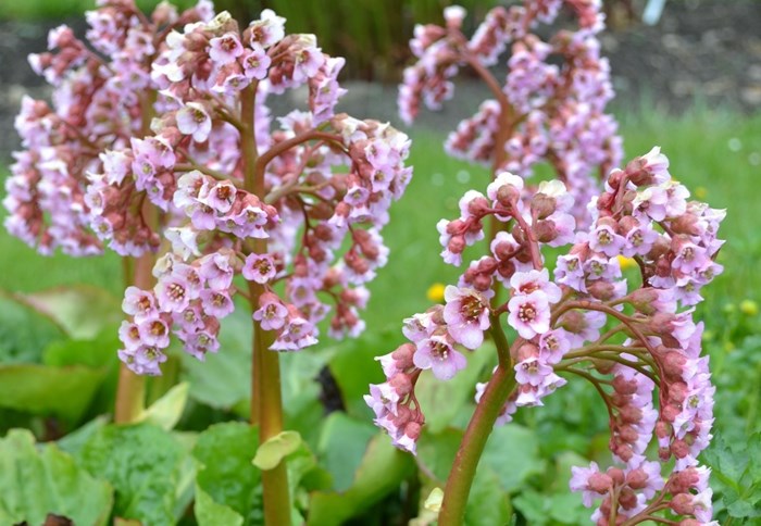 Närbild av blomställningen hos hjärtbergenian 'Möja'. Blommorna är ljust rosa. Färgfoto.