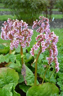 Hjärtbergenia 'Möja'