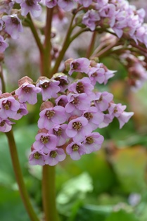 Bergenia cordifolia 'Möja'