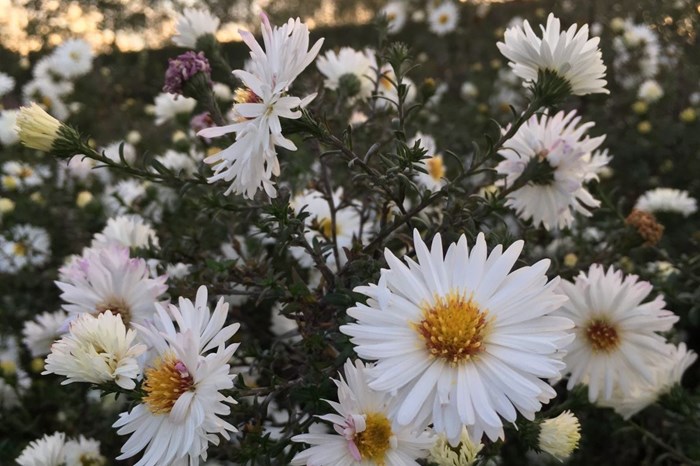 Den vita höstastern 'Frövi' i blom i Nationella genbanken. Fotot är taget i skymningen och de vita blommorna syns tydligt mot det mörkt gröna bladverket. 
