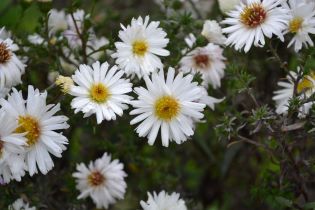 Höstaster 'Frövi'. Foto Linnea Oskarsson, SLU. Lågupplöst.jpg