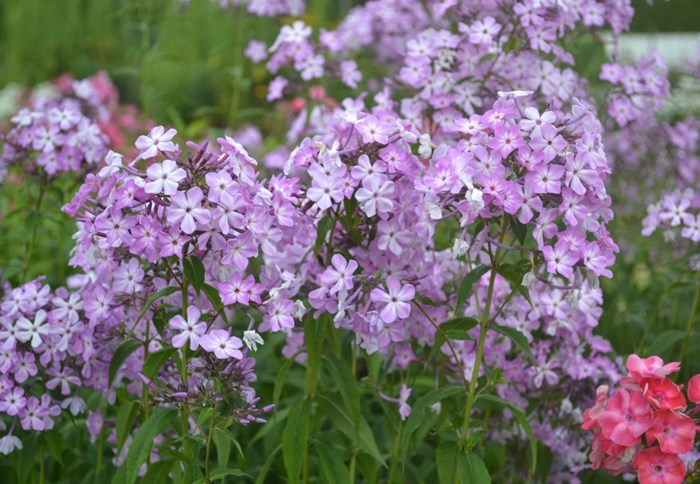 Blommande plantor av höstfloxen 'Alma Jansson'. Sorten har ljust lila blommor med vitt öga. Färgfoto.