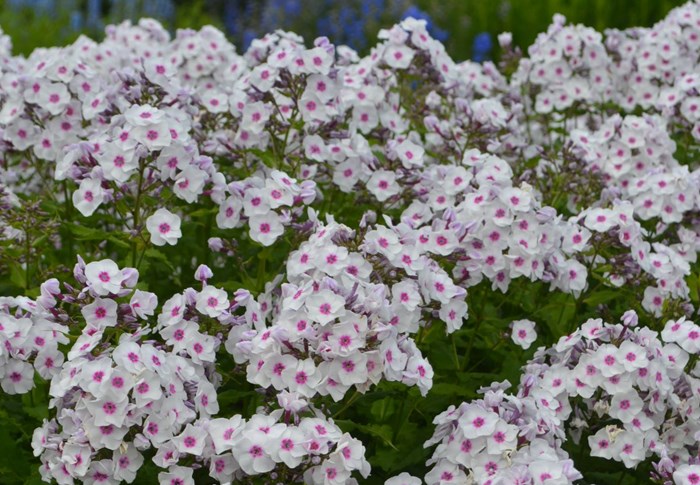 Blommande höstflox av sorten 'Elise i Bossgården'. Sorten har vita blommor med ett mörkt rosa öga. 