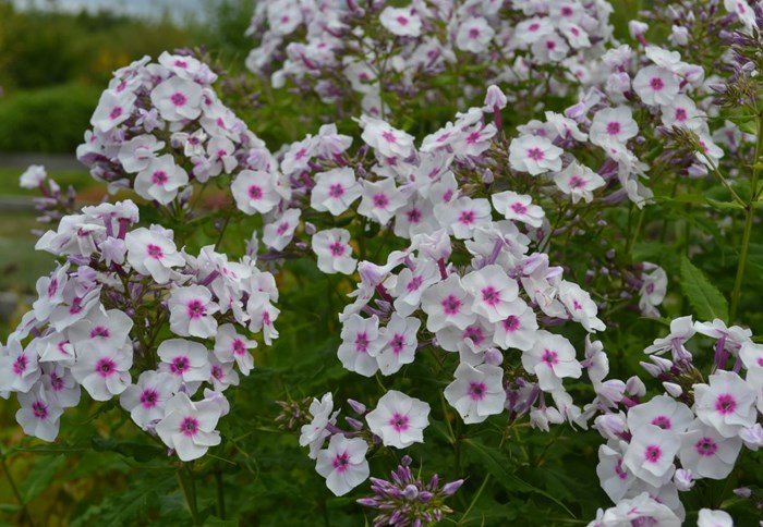 Höstfloxen 'Elise i Bossgården' har vita blommor med ett mörkt rosa öga. 