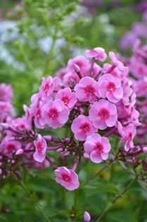 Färgfoto som visar blomställningen hos höstfloxen 'Morfar Albert'. Blommorna är rosa med ett mörkare rosa öga. 