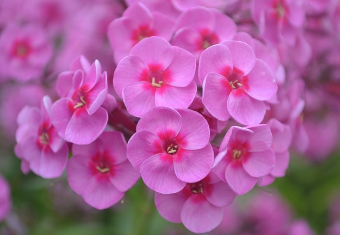 Närbild av blomman hos höstfloxen 'Morfar Albert'. Blommorna är rosa och nästan cirkelrunda med ett mörkare rosa öga. Färgfoto.
