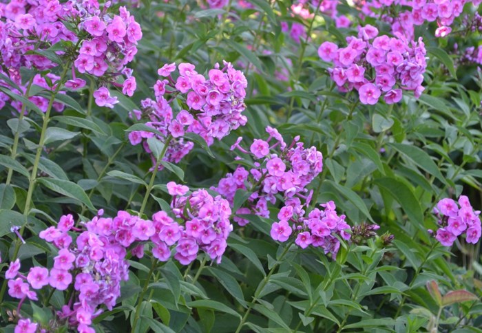 Höstfloxen 'Morfar Albert'. Sorten har rosa blommor med ett mörkare rosa öga. Färgfoto.