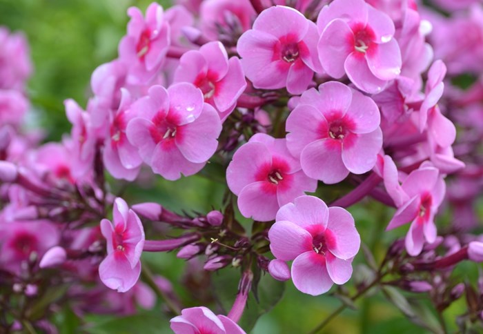 Närbild av blomman hos höstfloxen 'Morfar Albert'. Blommorna är runda, rosa och med ett mörkare rosa öga. Färgfoto.