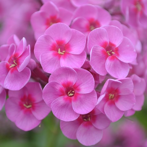 Close-up of the flower of the garden phlox 'Morfar Albert'. The flowers are pink and almost circular with a darker pink eye. Colour photo.