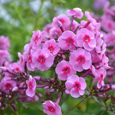 Färgfoto som visar blomställningen hos höstfloxen 'Morfar Albert'. Blommorna är rosa med ett mörkare rosa öga. 