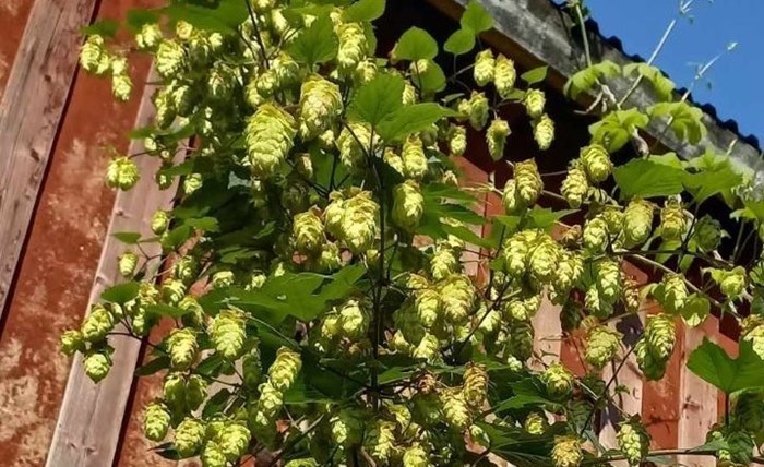 Humlen 'Böle' växer mot en röd trävägg.