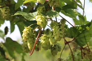 Humulus lupulus 'Mauritz 85'