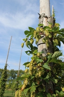 En planta av humlen 'Mauritz 85' klättrar upp för en humlestör. Färgfoto.