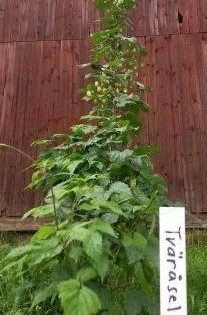 En planta av humlen 'Tväråsel' växer mot en röd trävägg. Fotot är taget lite nerifrån i grodperspektiv. Framför plantan står en vit trästicka med sortnamnet.