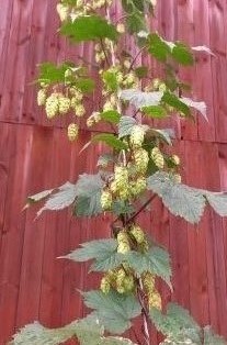 En planta av humlen 'Tväråsel' växer mot en röd trävägg. 