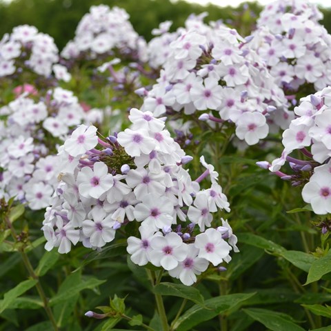Flowers of the garden phlox 'Ingeborg från Nybro'. The flowers are white with a purple eye. Colour photo.
