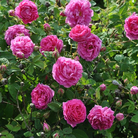 Damascenerrosen 'Järnvägaren'. Färgfoto som visar de rosa, fyllda blommorna. 