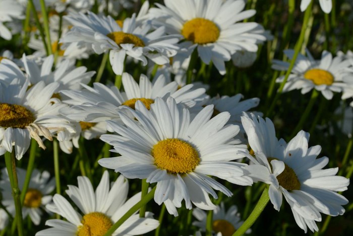 En mängd blommande plantor av jätteprästkragen 'Bröllopsgåvan'. 