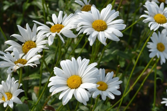Blommande plantor av jätteprästkragen 'Bröllopsgåvan'. Färgfoto.