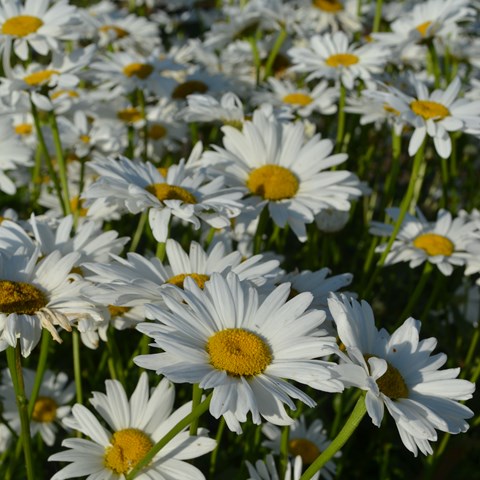 Flowering plants of the shasta daisy 'Bröllopsgåvan'. The picture shows about twenty flowers in bloom. 