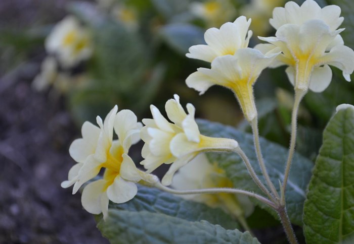 Närbild av blomman hos jordvivan 'Rut'. 
