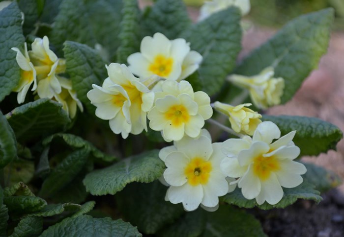 Jordvivan 'Rut' med ljust svavelgula blommor. 