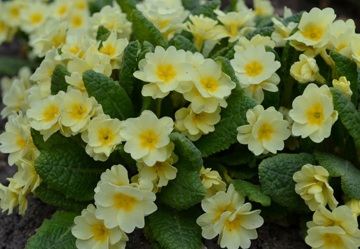 Jordvivan 'Rut' i blom. Hela plantan är täckt av ljust gula blommor. 