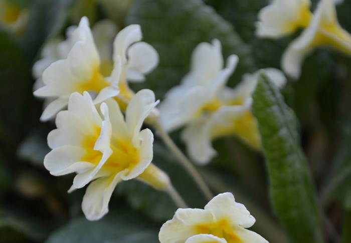 Närbild av blomman hos jordvivan 'Rut'.
