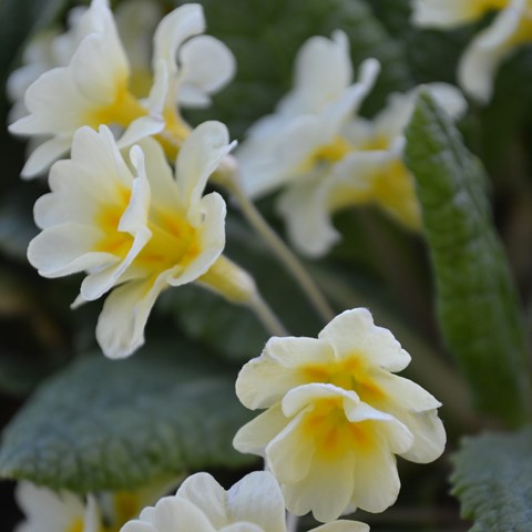 Close-up of the flower of the common primrose 'Rut'.