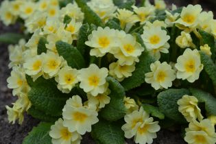 En planta av jordviva 'Rut' i blom. Hela plantan är täckt av ljust gula blommor. 