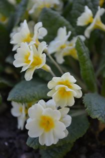 Närbild av blomman hos jordvivan 'Rut' från Skåne. Blomman är av så kallad hose-in-hose-typ och med ljust gula blommor. 