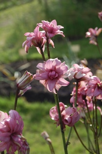I mitten av fotot syns de dubbla, rosa blommorna hos krolliljan 'Kallmora'. Färgfoto.