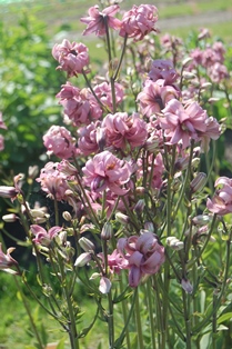 Blommande plantor av den rosa, dubbla krolliljan 'Kallmora'. Färgfoto.