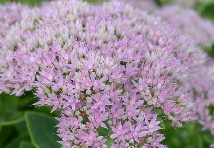 Närbild av blomningen hos den kinesiska kärleksörten 'Granlunda'. Färgfoto.