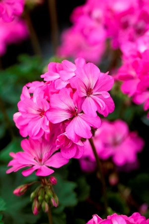 Närbild av de rosa blommorna hos pelargonsorten 'Knapa-trädet'. Färgfoto.