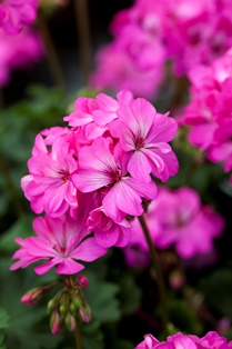 Närbild av de rosa blommorna hos pelargonen 'Knapa-trädet'. Färgfoto.