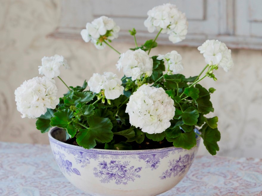 Den vitblommande zonalpelargonen 'Karna' står i en vit porslinsskål på ett bord med en vit duk. Färgfoto.