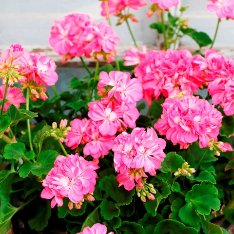 Pelargon 'Maria Dangel'. Fotot är taget lite på avstånd och visar hela plantan i full blom. Blommorna är rosa.