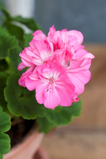 Närbild av den rosa blomman hos zonalpelargonen 'Maria Dangel'. Färgfoto.