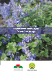 Affisch bergnepeta 'Linghem'